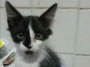 Gato raça SRD idade Abaixo de 2 meses nome Fred