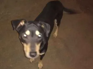 Cachorro raça Viara lata idade 1 ano nome Neguim