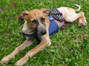 Cachorro raça SRD idade 2 a 6 meses nome SWEET