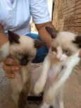 Gatinhos