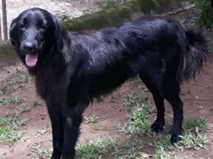 Cachorro raça SRD idade 2 anos nome HAPPYY