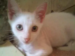 Gato raça SRD idade 2 a 6 meses nome Irmãos branquinhos