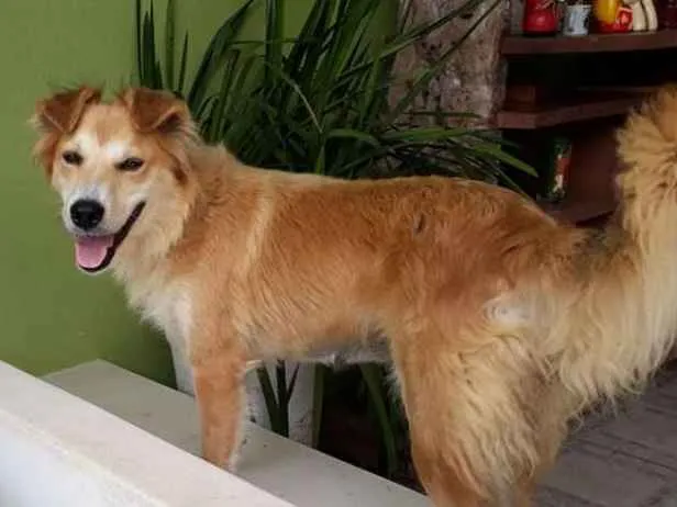 Cachorro ra a SRD idade 3 anos nome LORENNA