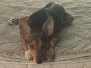 Cachorro raça Pinscher com vira-lata. idade 7 a 11 meses nome Kiara