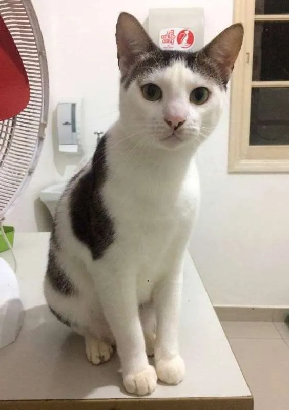 Gato ra a  idade 2 anos nome Tigre