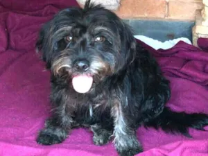 Cachorro raça  idade 1 ano nome Fred 