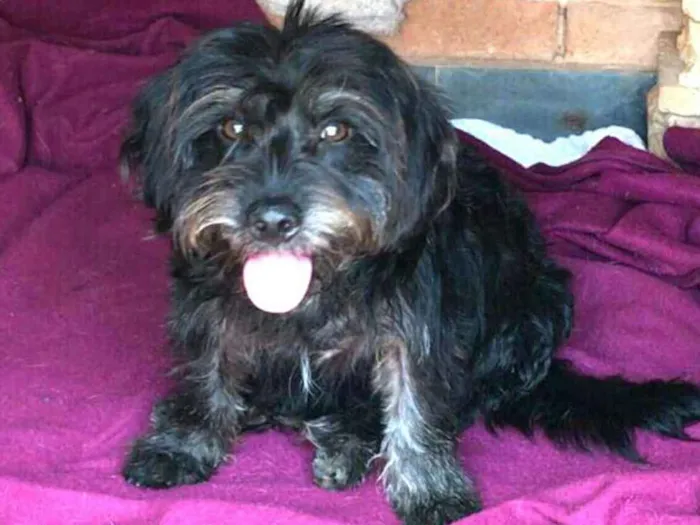Cachorro ra a  idade 1 ano nome Fred 