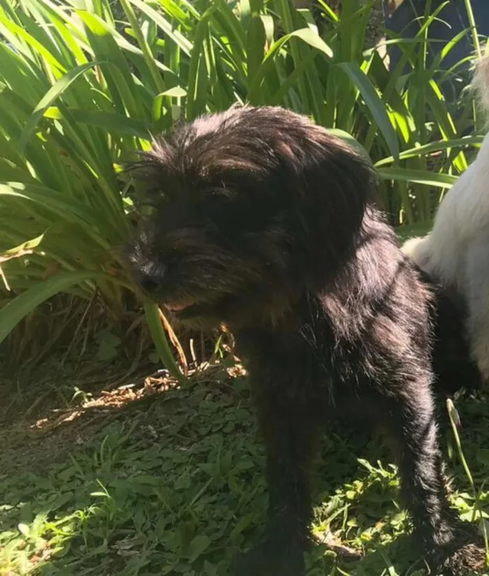 Cachorro ra a  idade 1 ano nome Fred 