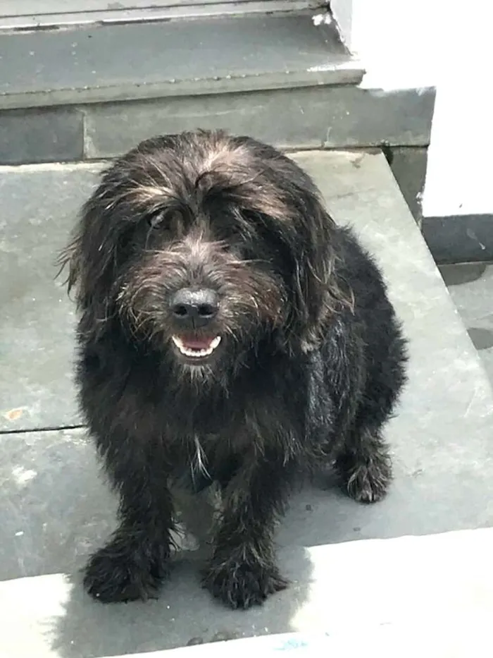 Cachorro ra a  idade 1 ano nome Fred 