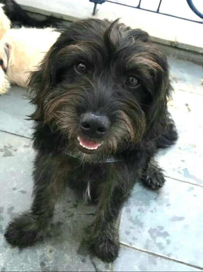 Cachorro ra a  idade 1 ano nome Fred 