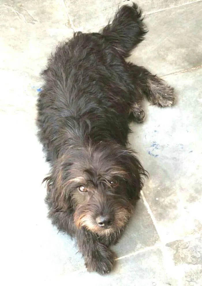Cachorro ra a  idade 1 ano nome Fred 