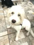 Snoopy 