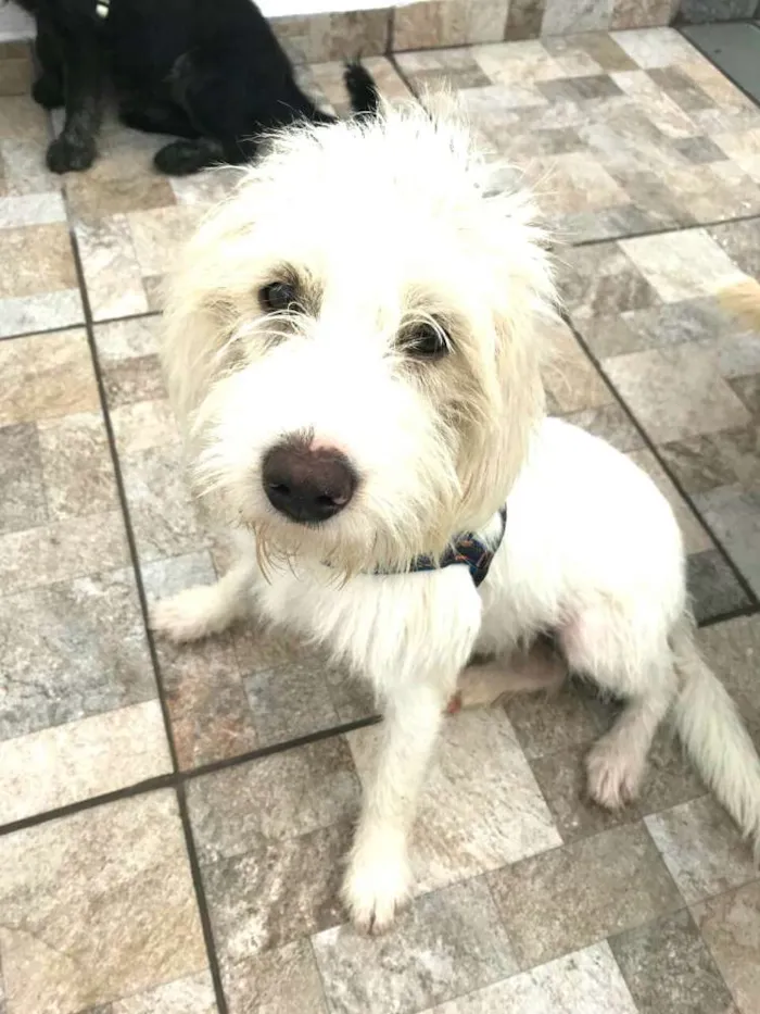 Cachorro ra a  idade 1 ano nome Snoopy 