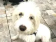 Snoopy 