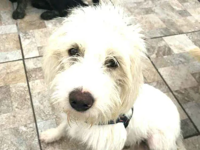 Cachorro ra a  idade 1 ano nome Snoopy 