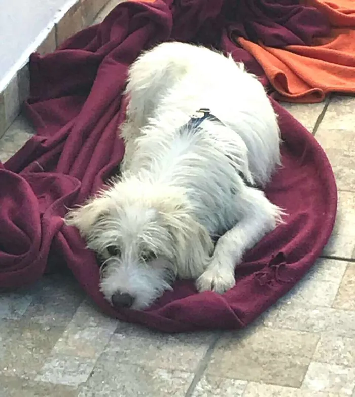 Cachorro ra a  idade 1 ano nome Snoopy 