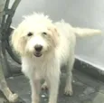 Snoopy 