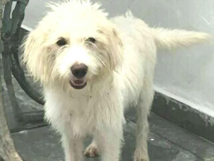 Cachorro ra a  idade 1 ano nome Snoopy 