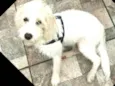 Snoopy 