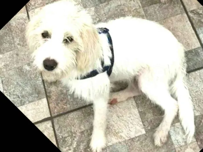Cachorro ra a  idade 1 ano nome Snoopy 