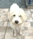 Snoopy 