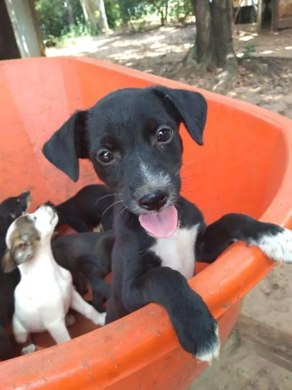 Cachorro ra a SRD idade 2 a 6 meses nome Baby dogs