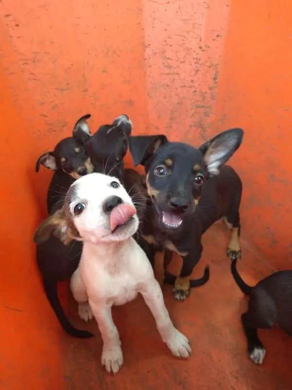 Cachorro ra a SRD idade 2 a 6 meses nome Baby dogs