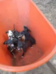 Baby dogs