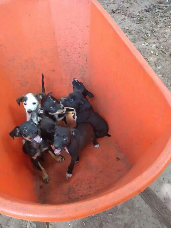 Cachorro ra a SRD idade 2 a 6 meses nome Baby dogs