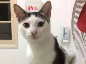 Gato raça  idade 2 anos nome Tigre