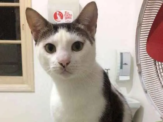 Gato ra a  idade 2 anos nome Tigre