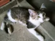 Nick