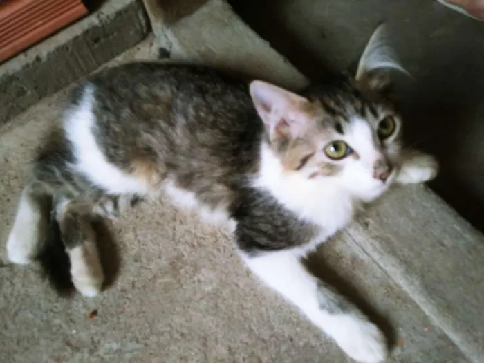 Gato ra a RAÇA INDEFINIDA idade 2 a 6 meses nome Nick