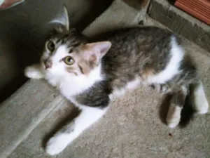 Gato raça RAÇA INDEFINIDA idade 2 a 6 meses nome Nick