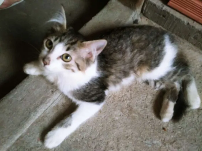 Gato ra a RAÇA INDEFINIDA idade 2 a 6 meses nome Nick