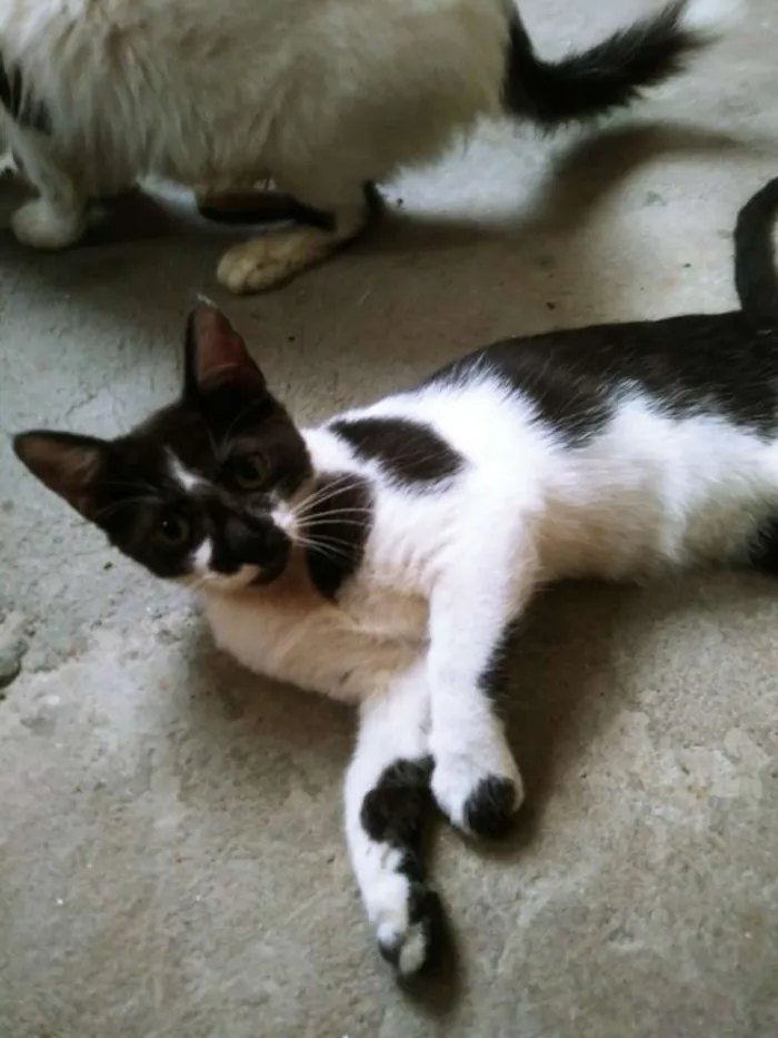 Gato ra a RAÇA INDEFINIDA idade 2 a 6 meses nome RAVENA