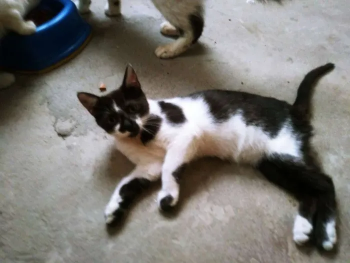 Gato ra a RAÇA INDEFINIDA idade 2 a 6 meses nome RAVENA