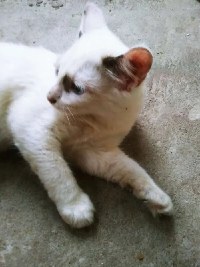 Gato ra a RAÇA INDEFINIDA idade 2 a 6 meses nome BLANCA