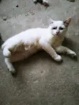 BLANCA
