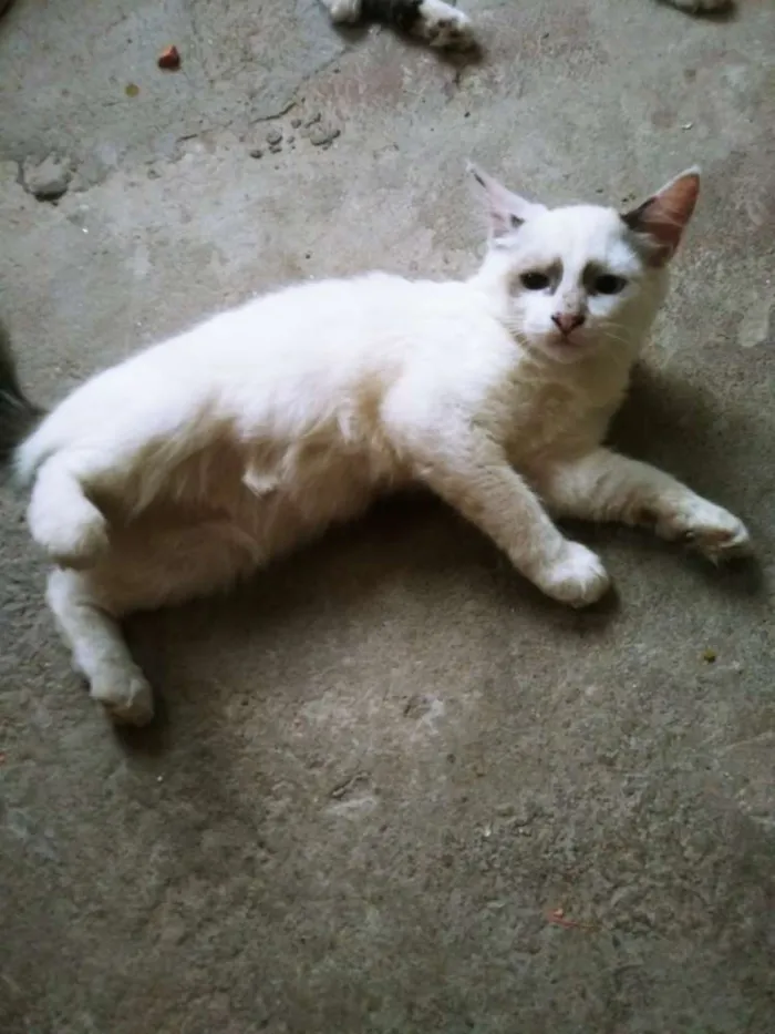 Gato ra a RAÇA INDEFINIDA idade 2 a 6 meses nome BLANCA
