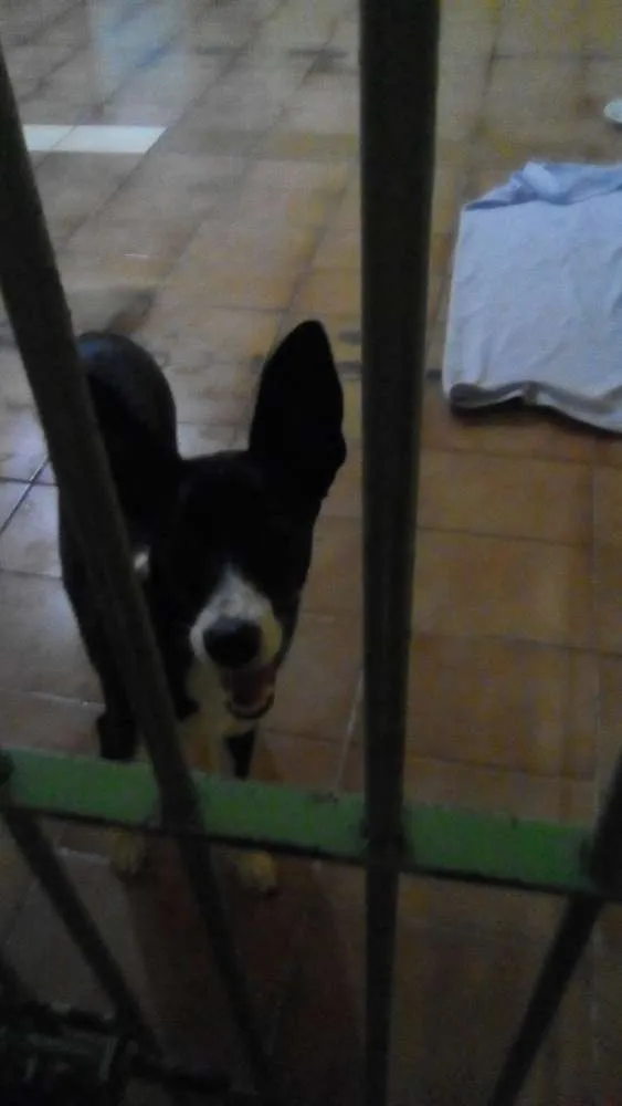 Cachorro ra a Sem raça idade 7 a 11 meses nome Nina