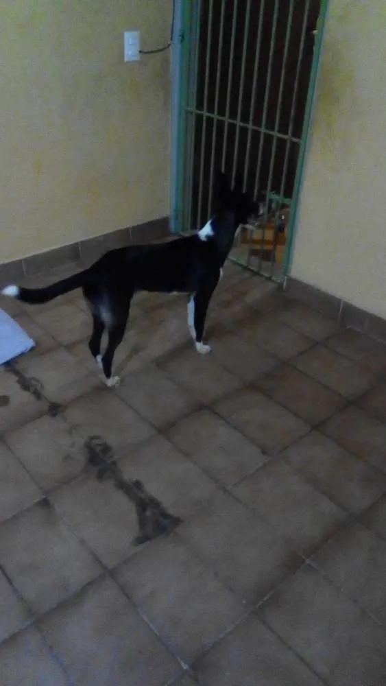 Cachorro ra a Sem raça idade 7 a 11 meses nome Nina
