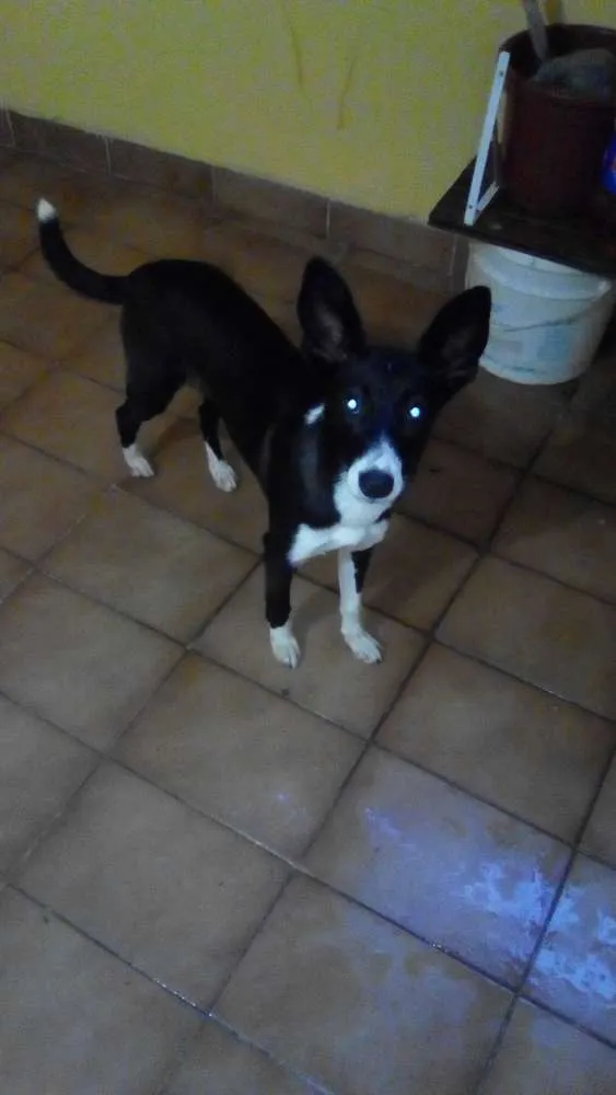Cachorro ra a Sem raça idade 7 a 11 meses nome Nina