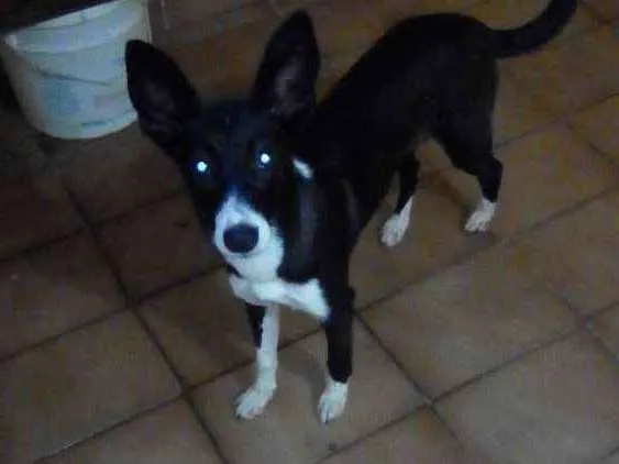 Cachorro ra a Sem raça idade 7 a 11 meses nome Nina