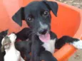 Baby dogs