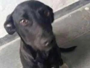 Cachorro raça  idade  nome Lobinha