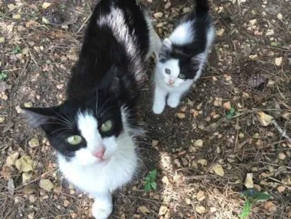 Gato raça Vira lata idade Abaixo de 2 meses nome Sem nome ainda