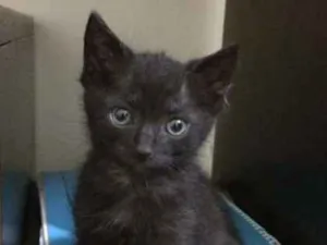 Gato raça srd idade 2 a 6 meses nome Bento