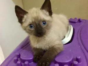 Gato raça srd idade 2 a 6 meses nome Miguel