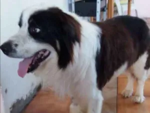 Cachorro raça Bodcoler idade 6 ou mais anos nome Darvin , nprovisório